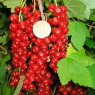 Саженец Красная смородина Веселка
