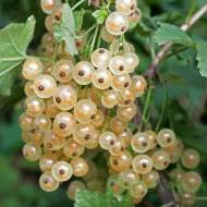 Саджанець Порічка Версальська біла