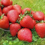 Саджанець Суниця садова Сан Андреас