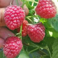 Саджанець Малина Примара