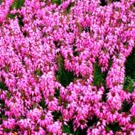 Саджанець Еріка рожева в контейнері