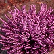 Саженец эрики розовой в контейнере