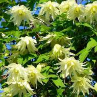 Саджанець Клематис Lemon Dream (княжик) в контейнері