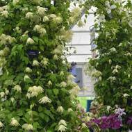 Саженец клематиса Lemon Dream (княжик) в контейнере