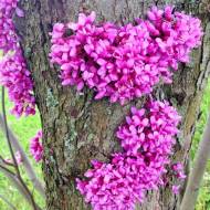 Саджанець Церцис Канадський в контейнері