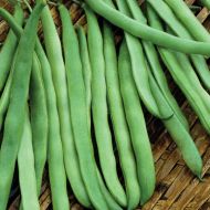 Фасоль спаржевая Лолита за 10 сем.