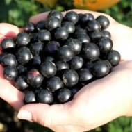 Саджанець Смородина Лентяй