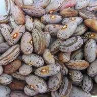 Квасоля спаржева Полум'я за 10 нас.