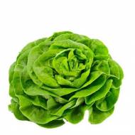 Салат Вайт Бостон за 1000 нас.