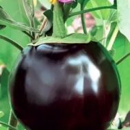 Баклажан Лідер за 20 нас.