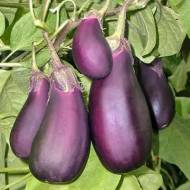 Баклажан Робин Гуд за 20 сем.