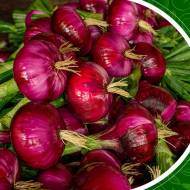 Цибуля ріпчаста Супер ред F1 за 0,3 г