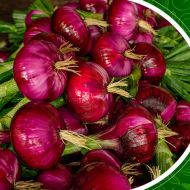 Лук репчатый (чернушка) Супер ред F1 за 0,3 г