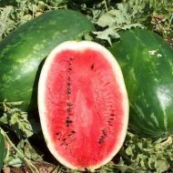 Кавун Ерлі Саманта F1 за 5 нас.