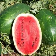 Арбуз Эрли Саманта F1 за 5 сем.