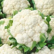 Цветная капуста Гудмен F1