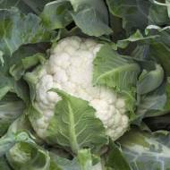 Цвітна капуста Каспер F1 за 10 нас.