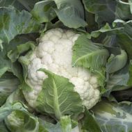 Капуста цветная Каспер F1 за 10 сем.