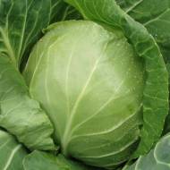 Капуста Брауншвейгська за 0,5 г