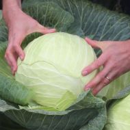 Капуста Центуріон F1 за 10 нас.