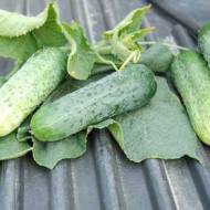 Огірок Авенсіс F1 (Корея) за 10 нас.