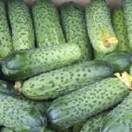 Огірок Аваланж F1 (Корея) за 10 нас.