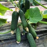 Огірок Аскольд (Корея)