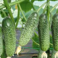 Огірок Зузана F1