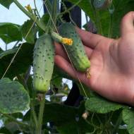 Огірок Соната F1 за 15 нас.