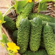 Огурец Мечта дачника за 10 сем.