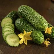 Огурец Солют F1 (Корея) за 5 сем.