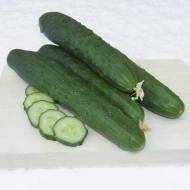 Огурец Ловели F1 (Корея) за 10 сем.