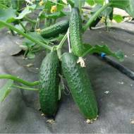 Огурец Секрет фирмы F1 за 10 сем.