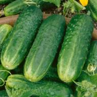 Огурец Деликатес за 20 сем.