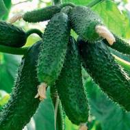 Огурец Мадмуазель F1 за 10 сем.