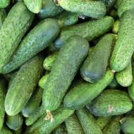 Огурец Успех за 1 г