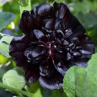 Мальва Багіра чорна за 0,5 г