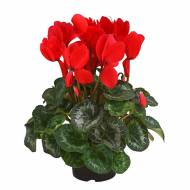 Цикламен Габі F1 за 5 нас.