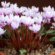 Цикламен Анеллі F1 за 5 нас.