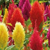 Целозія гребінцева Пампас Плюме за 0,25 г