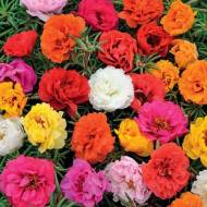 Портулак махровий (суміш) за 0,05 г