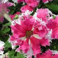 Петунія Тропікал мікс F1 за 10 нас.