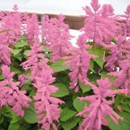 Сальвія Рожева за 0,2 г