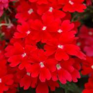 Вербена Люцифер ред F1 за 0,1 г