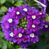 Вербена Мадам F1 за 0,1 г