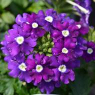 Вербена Мадам F1 за 0,1 г