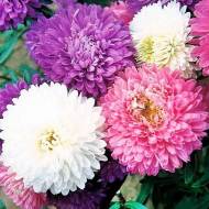 Астра Фирменный букет смесь за 1 г