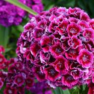 Гвоздика турецкая Пурпурная королева (турецкая) за 0,3 г