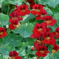 Настурция Бриллиант за 10 сем.