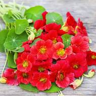 Настурция Черри Роуз за 10 сем.